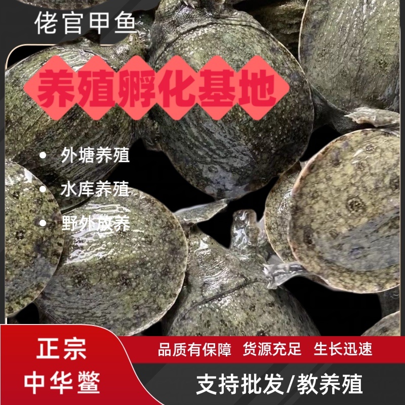 江西正宗中华鳖日本鳖黄沙鳖黑花鳖2025年100只批发
