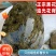 江西正宗中华鳖日本鳖黄沙鳖黑花鳖2025年100只批发
