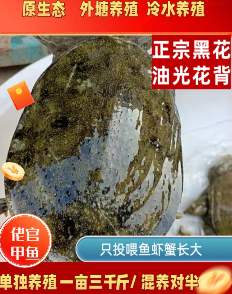 江西正宗中华鳖日本鳖黄沙鳖黑花鳖2025年100只批发