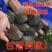 江西正宗中华鳖日本鳖黄沙鳖黑花鳖2025年100只批发