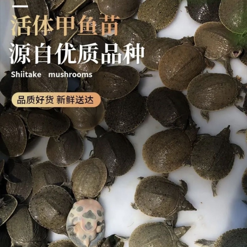 江西正宗中华鳖日本鳖黄沙鳖黑花鳖2025年100只批发