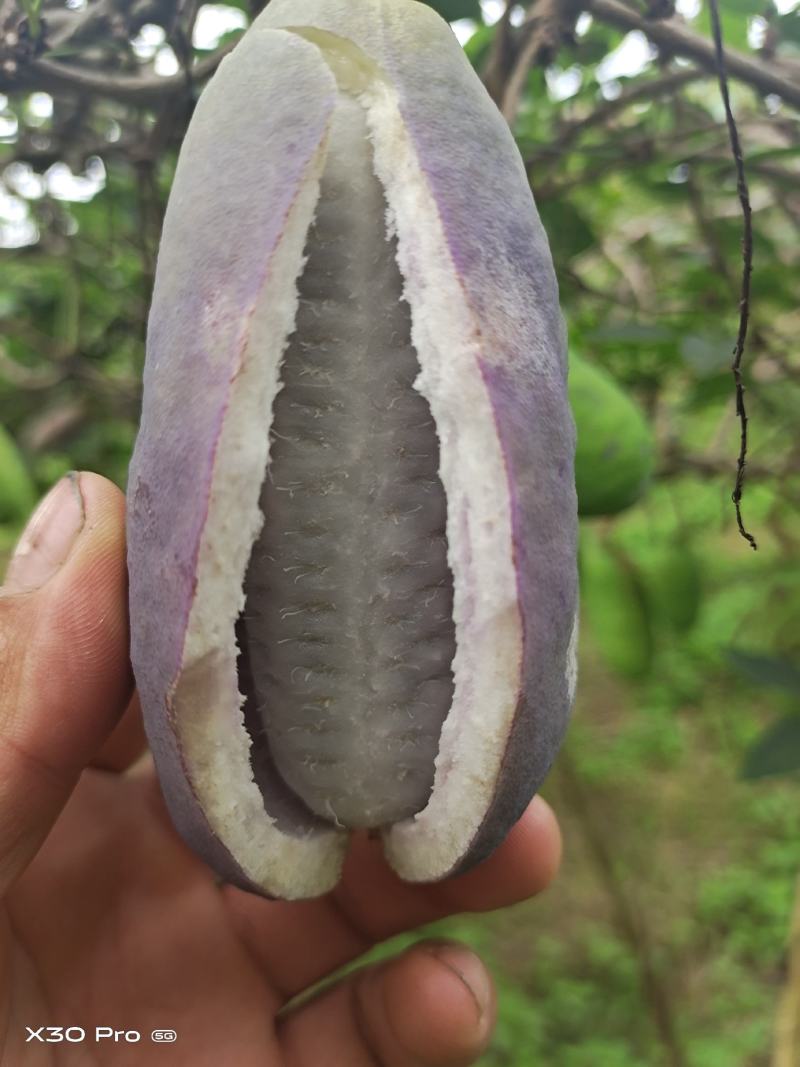 云南文山八月瓜