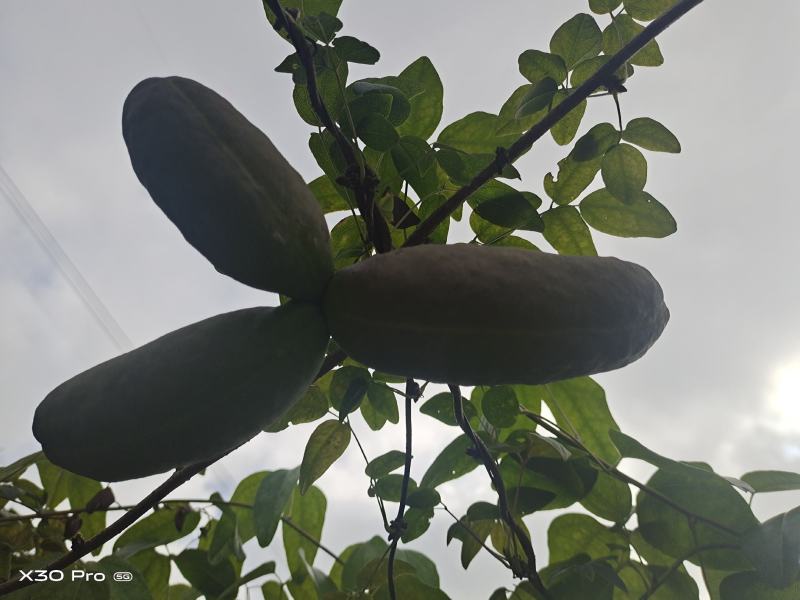 云南文山八月瓜