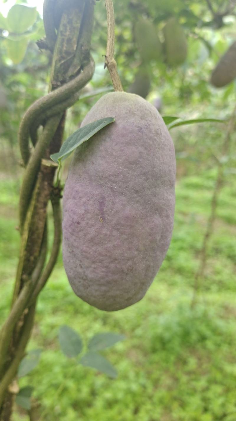 云南文山八月瓜
