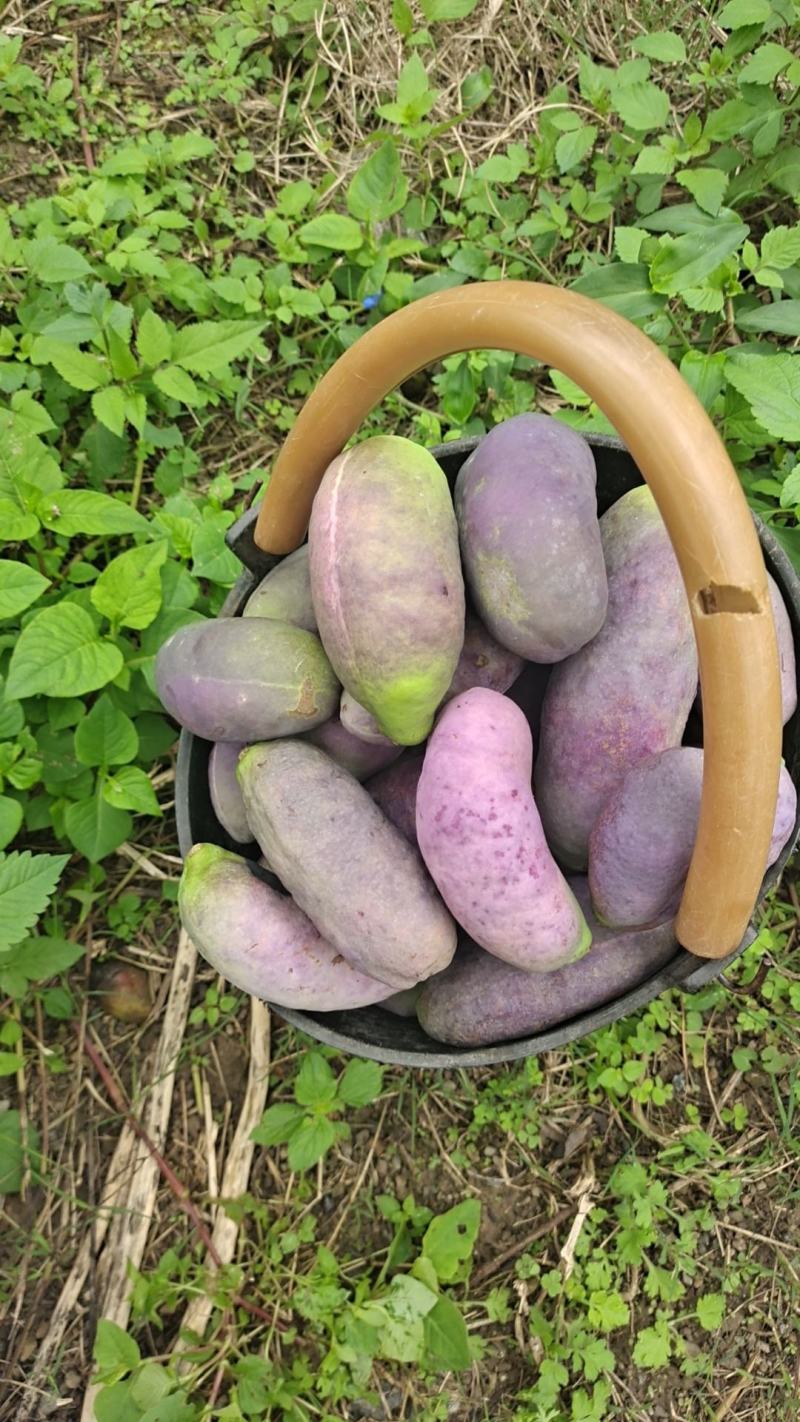 云南文山八月瓜