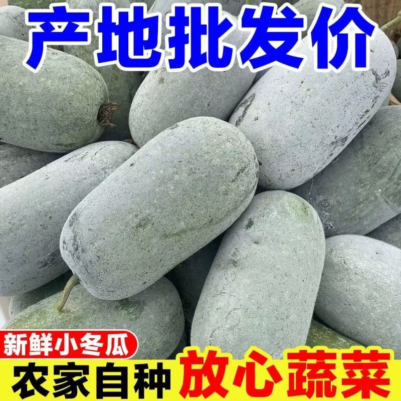 江西冬瓜水果冬瓜现摘现发大冬瓜农家自种新鲜蔬菜批发
