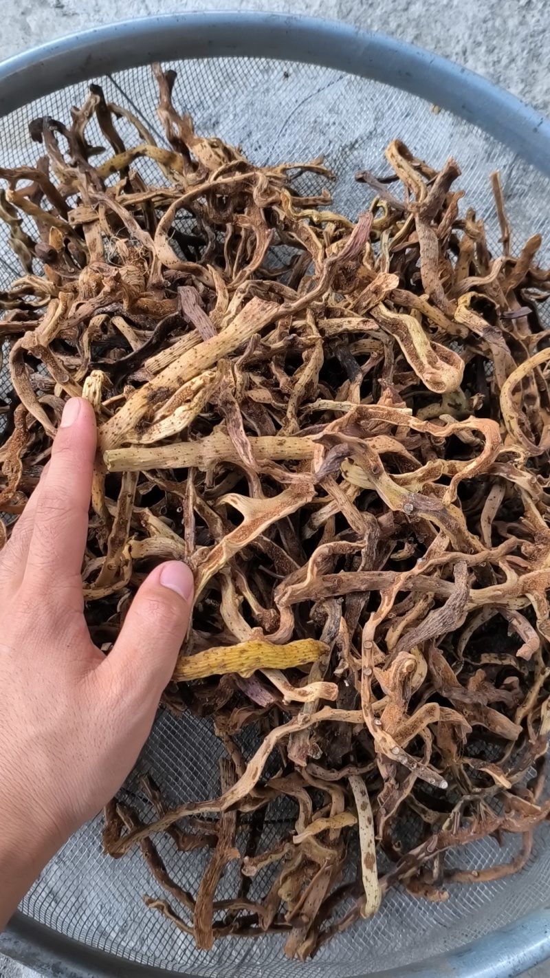 野生骨碎补干货脱毛
