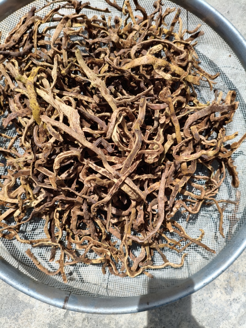 野生骨碎补干货脱毛
