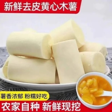 华南九号黄心木薯货源充足量大从优质量保证欢迎咨询