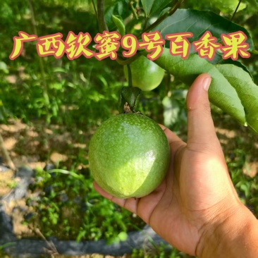 桂林百香果高山钦蜜九号，超舔