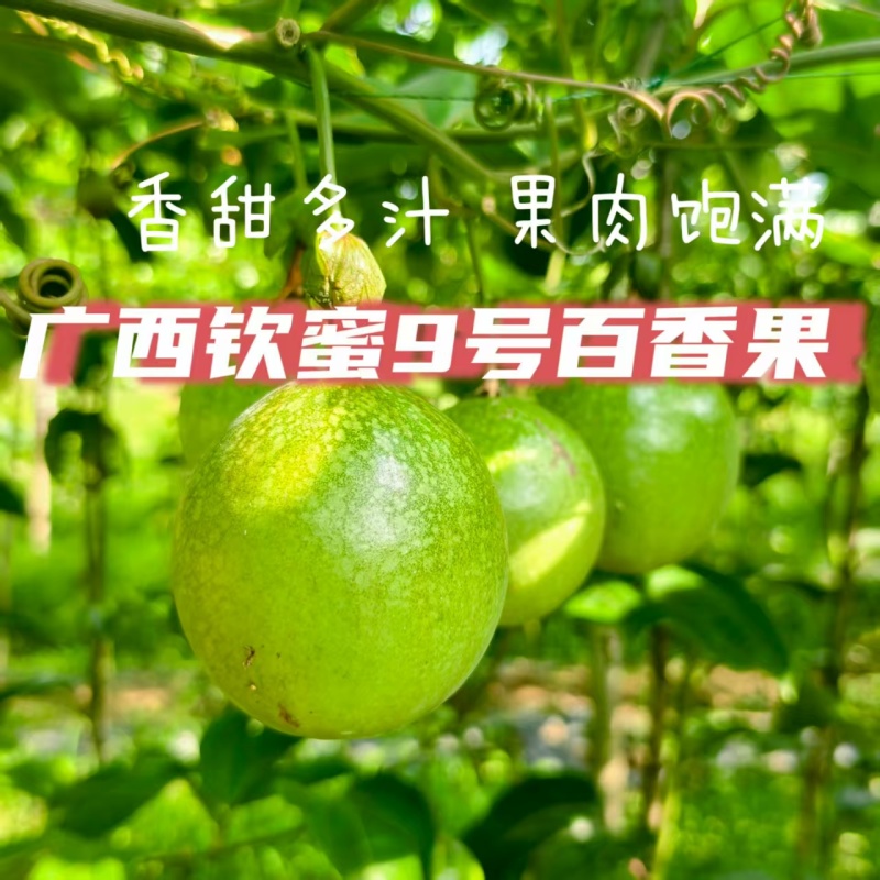 桂林百香果高山钦蜜九号，超舔