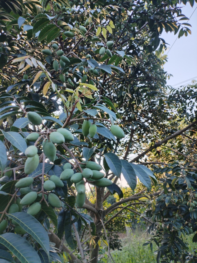 青橄榄🫒