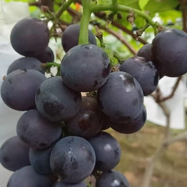 寿宁凤阳高山巨峰葡萄小串价格美丽