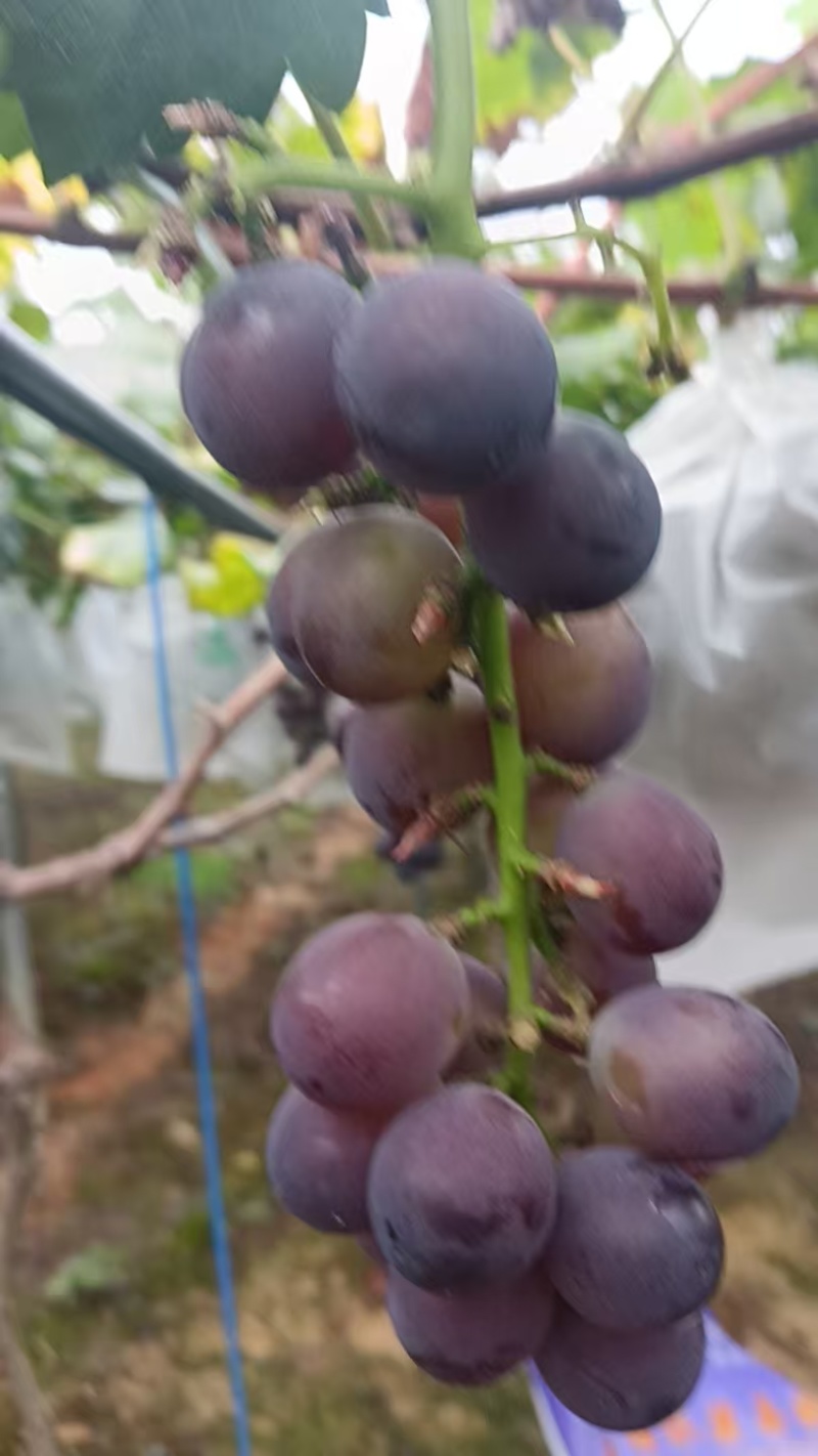 寿宁凤阳高山巨峰葡萄小串价格美丽