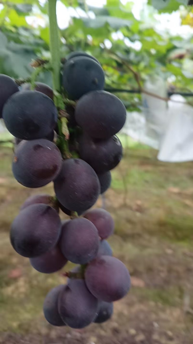 寿宁凤阳高山巨峰葡萄小串价格美丽