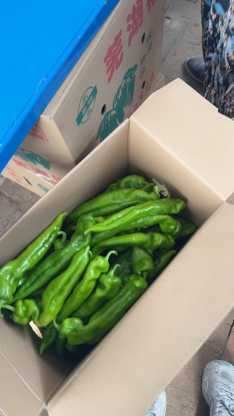 黑龙江省大庆市肇州县新福乡大棚头茬尖椒货源充足