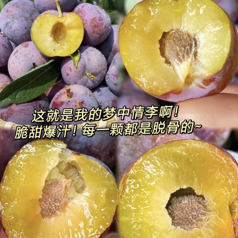 汉源脆红李，黄果肉，大产地，规模种植，持续供货～