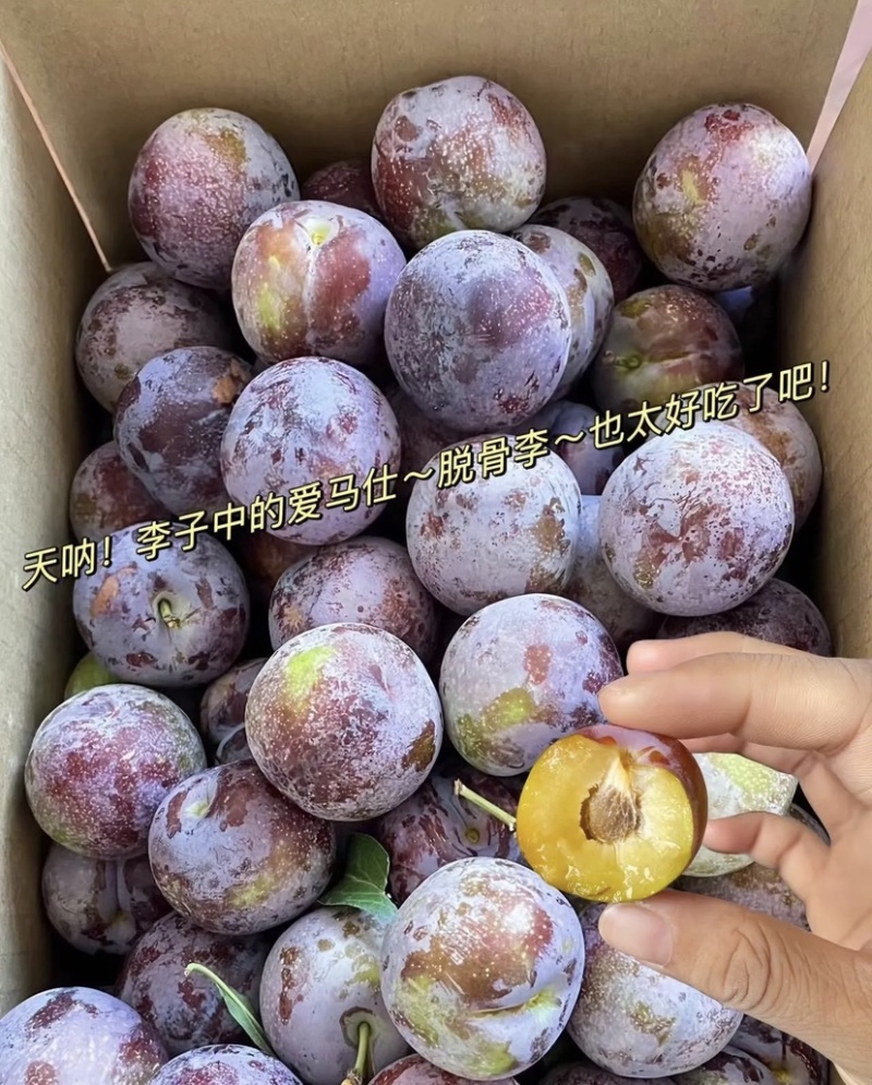 汉源脆红李，黄果肉，大产地，规模种植，持续供货～