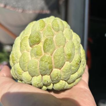 大目释迦果樟林林檎释迦果牛奶释迦批发零售一件代发