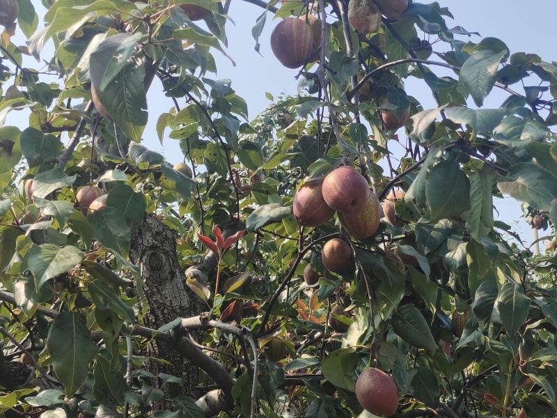 红早酥梨基地直销量大质优价格优惠欢迎各大老板采购