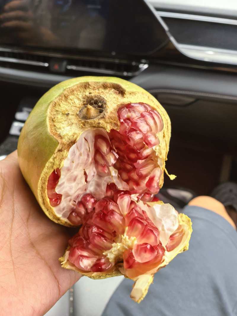 会理石榴