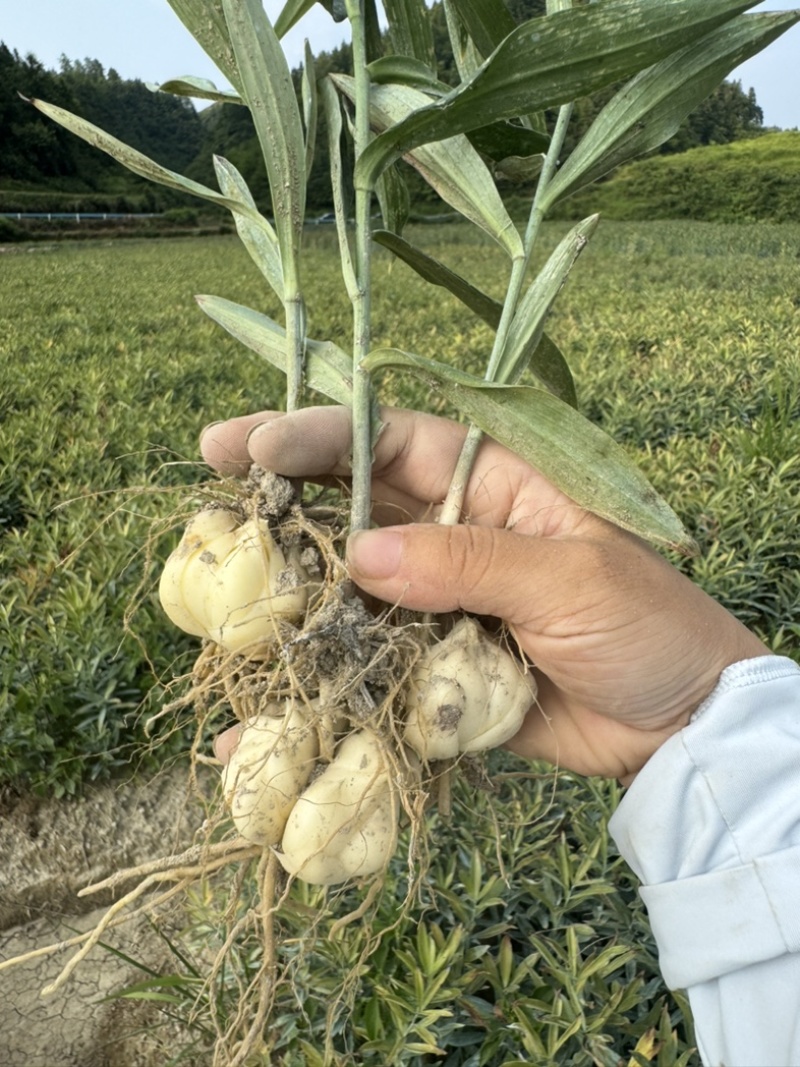 龙牙百合一代种球