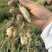 龙牙百合一代种球