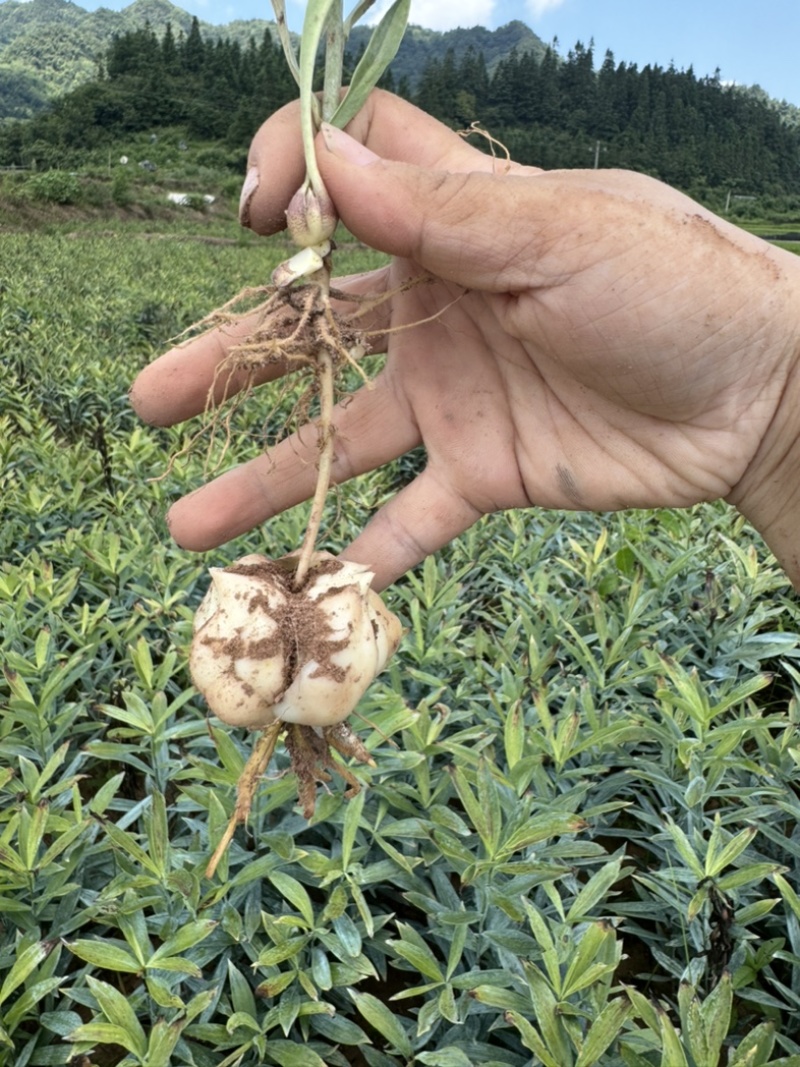 龙牙百合一代种球
