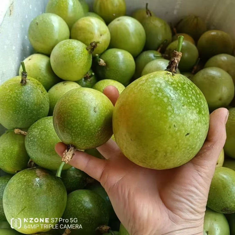 现货广西优质百香果黄金百香果产地直发全国供应