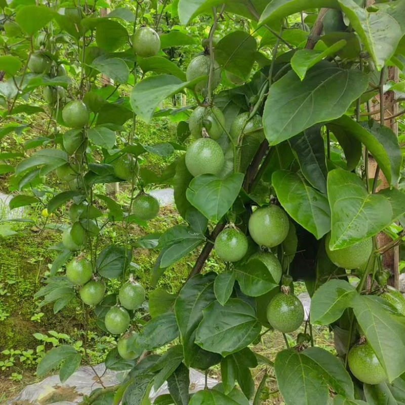新鲜广西黄金百香果，现摘现发支持视频看货一件代发