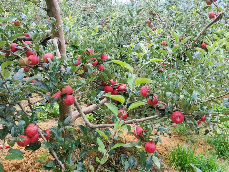 噶啦苹果