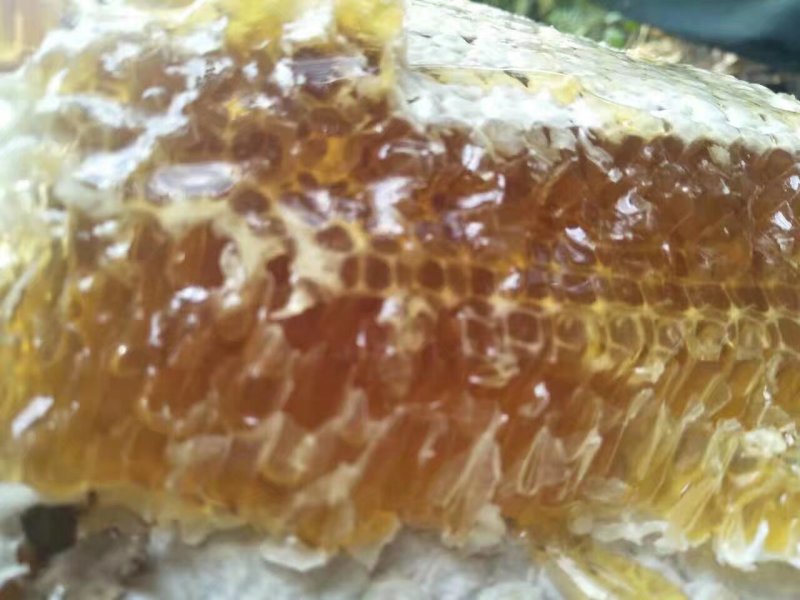 土蜂蜜