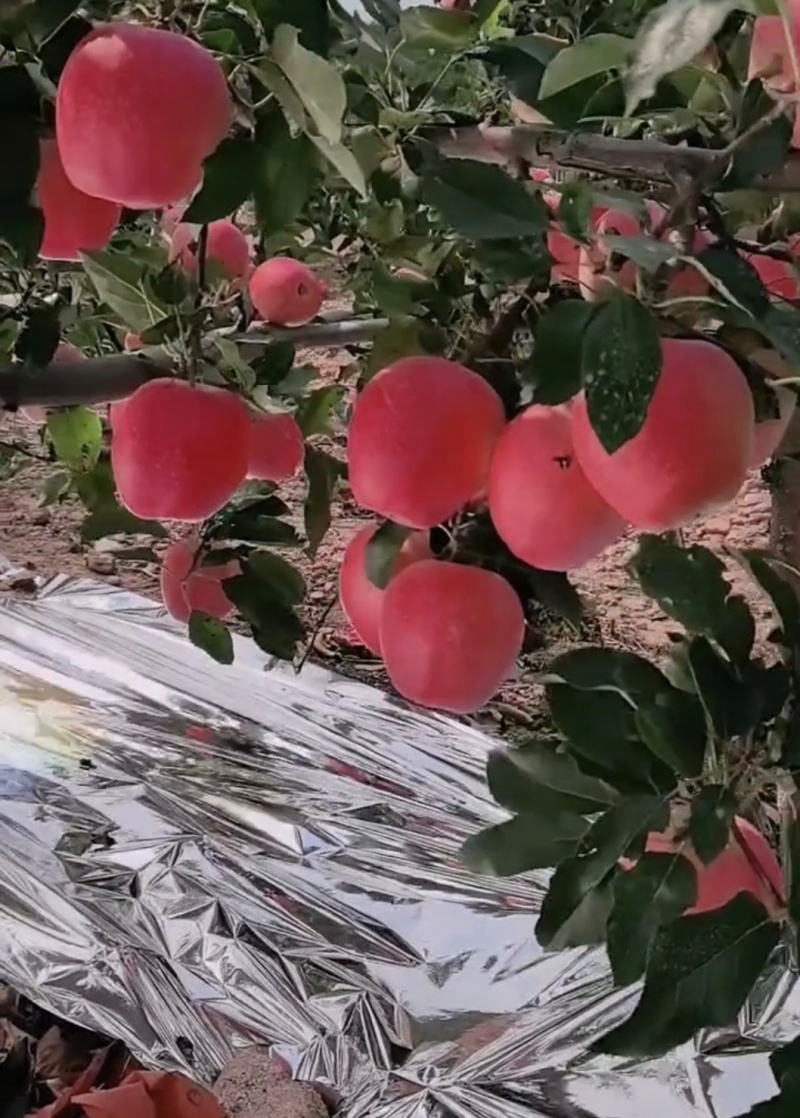 辽宁绥中精品嘎啦苹果大量上市，酸甜可口，基地直销