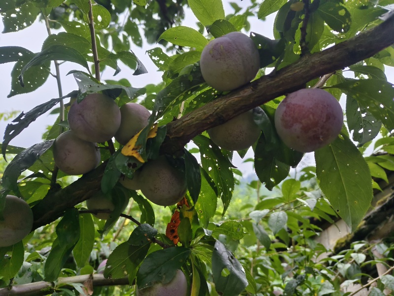 批发零售各种水果