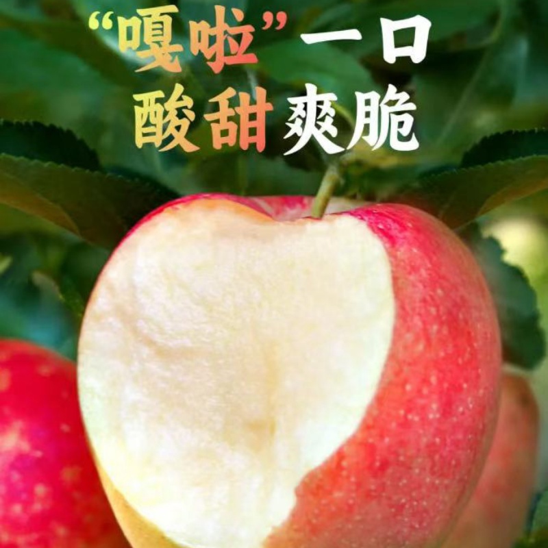 辽宁精品新鲜嘎啦苹果水果甘甜可口新鲜现货大量上市
