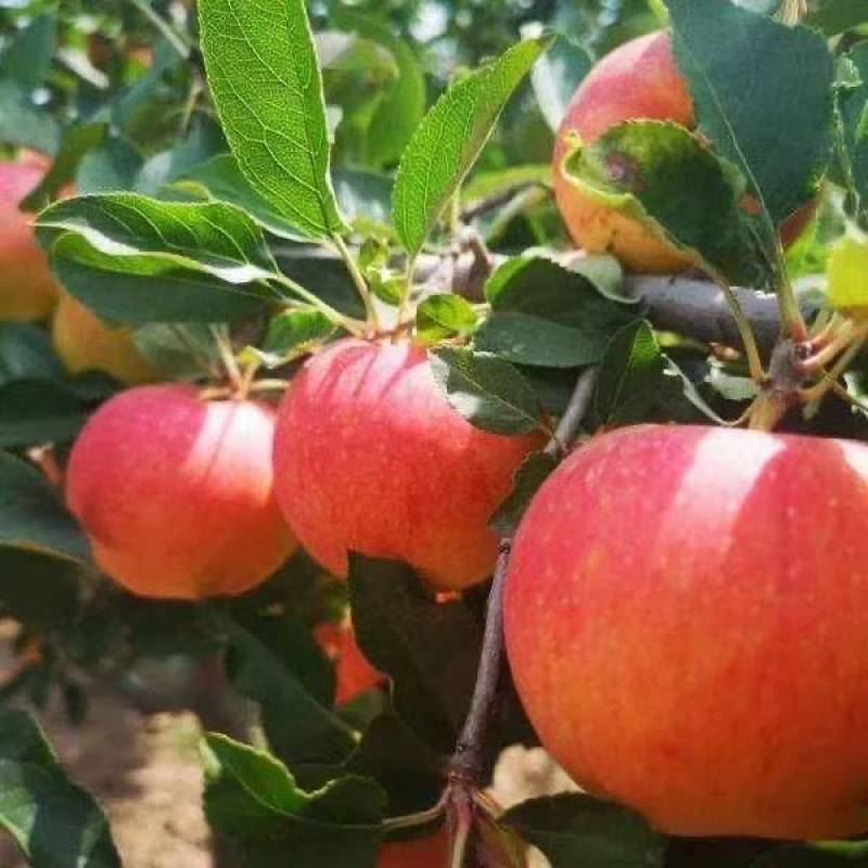 辽宁精品新鲜嘎啦苹果水果甘甜可口新鲜现货大量上市