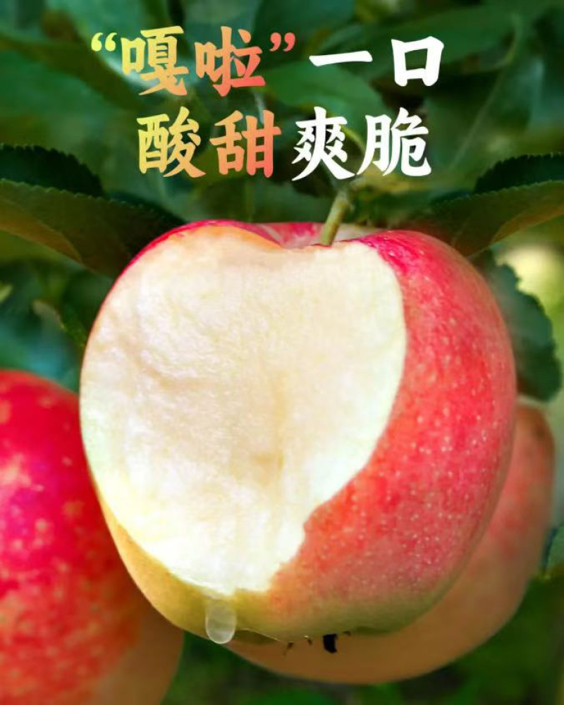 辽宁精品新鲜嘎啦苹果水果甘甜可口新鲜现货大量上市