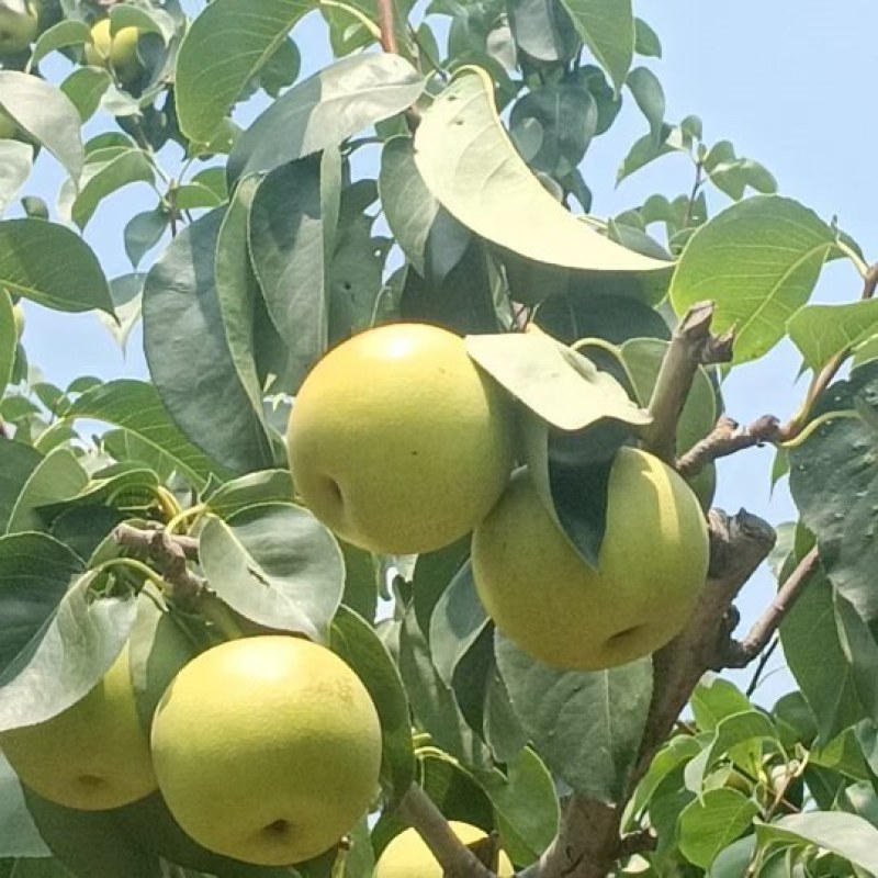 砀山皇冠梨