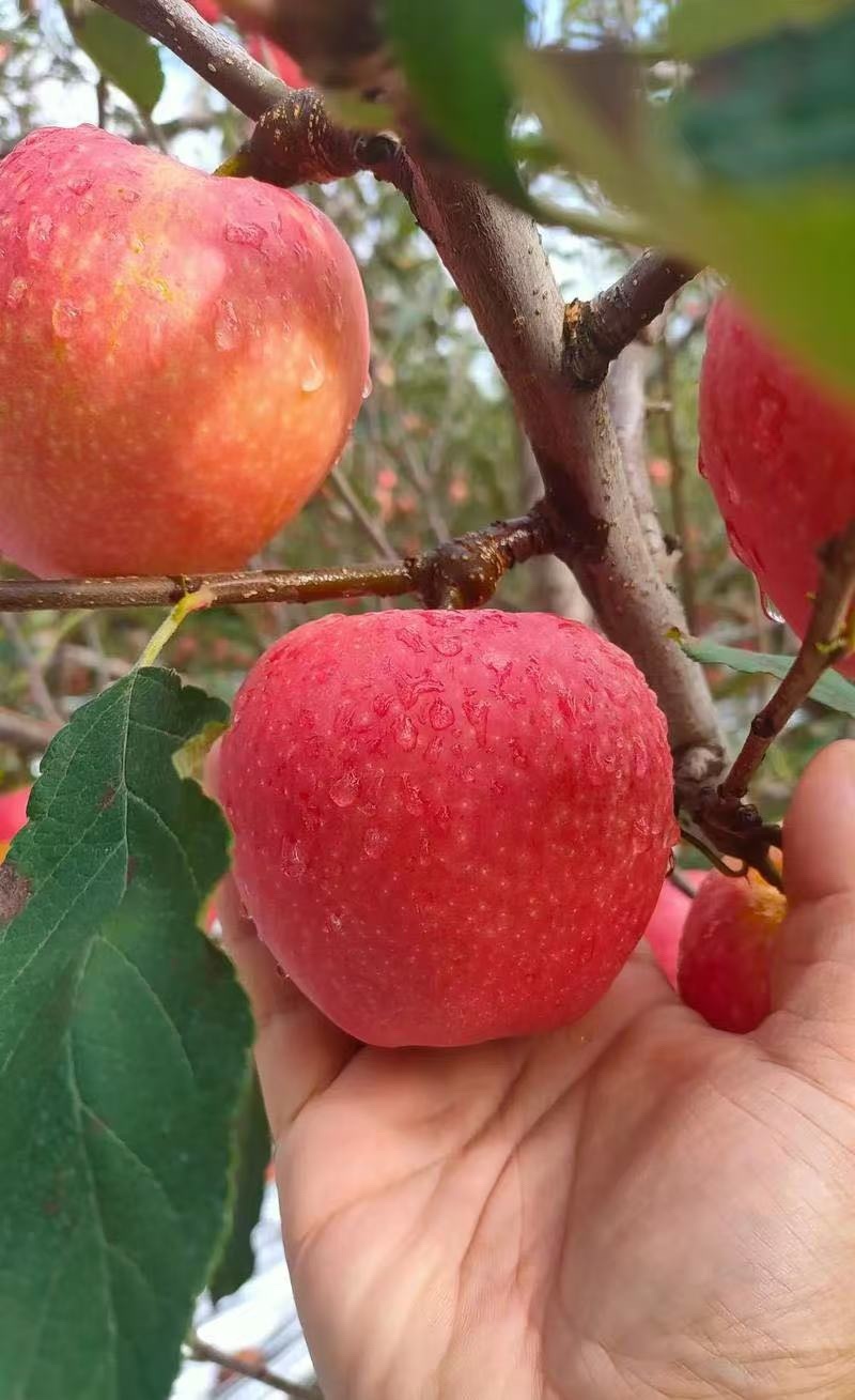 辽宁精品富士苹果水果脆甜多汁新鲜现货量大从优