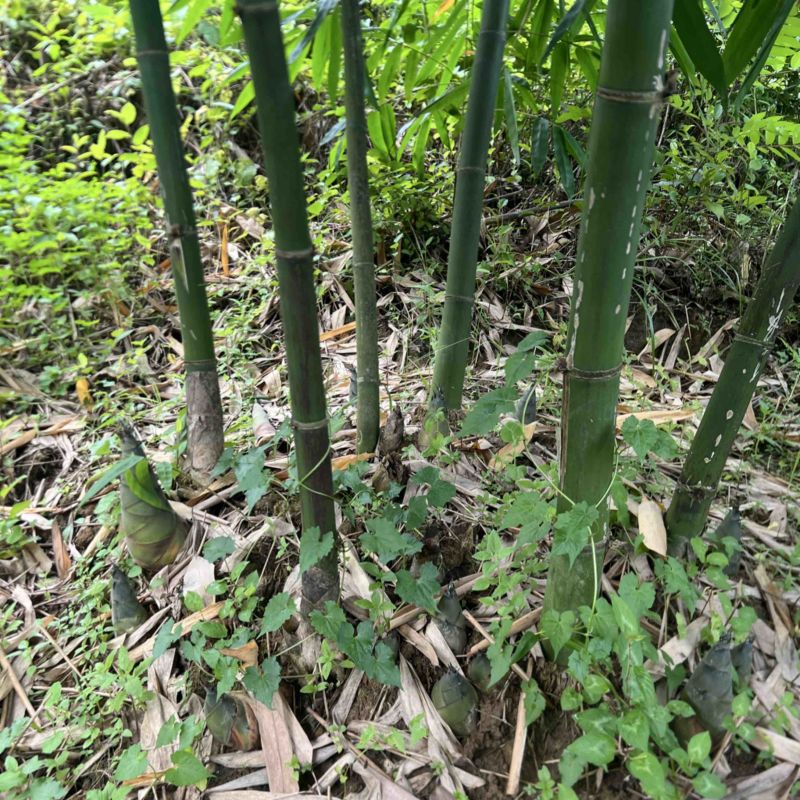 大量老竹，随时联系砍