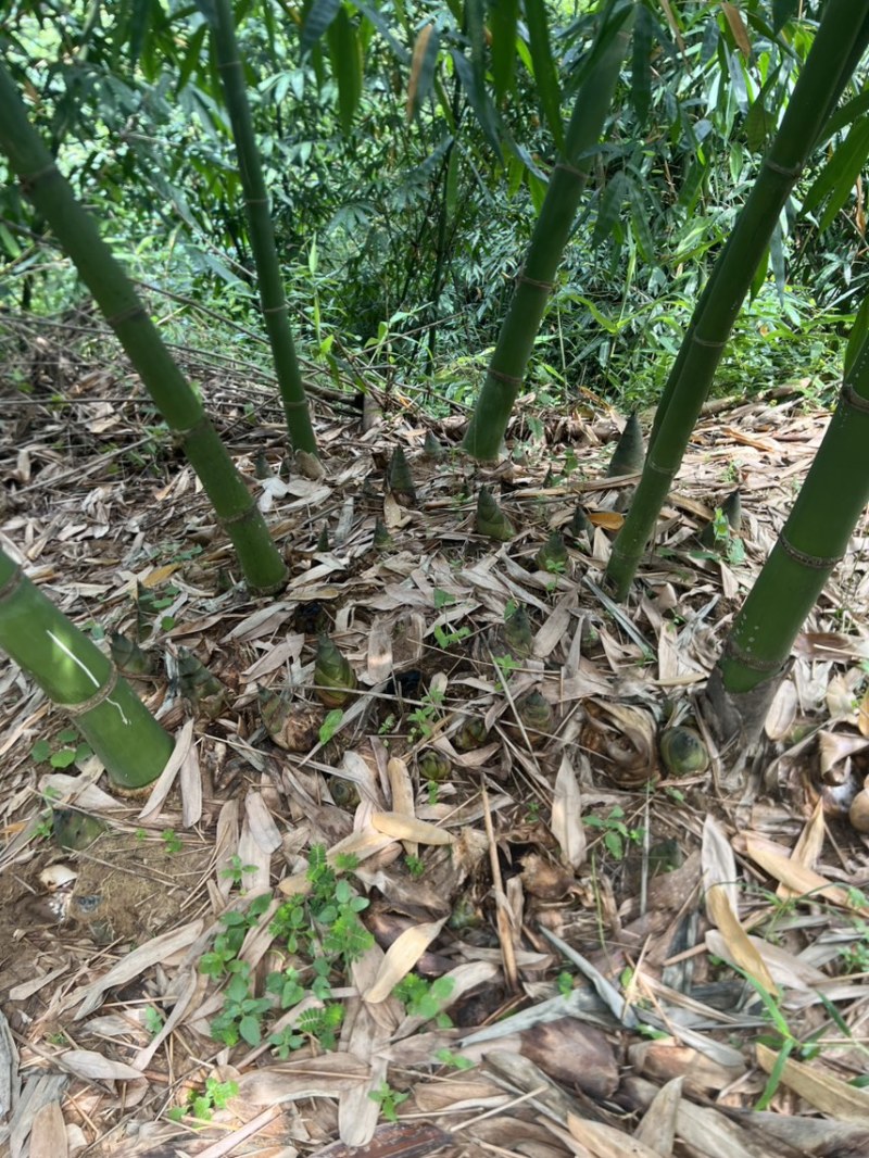大量老竹，随时联系砍