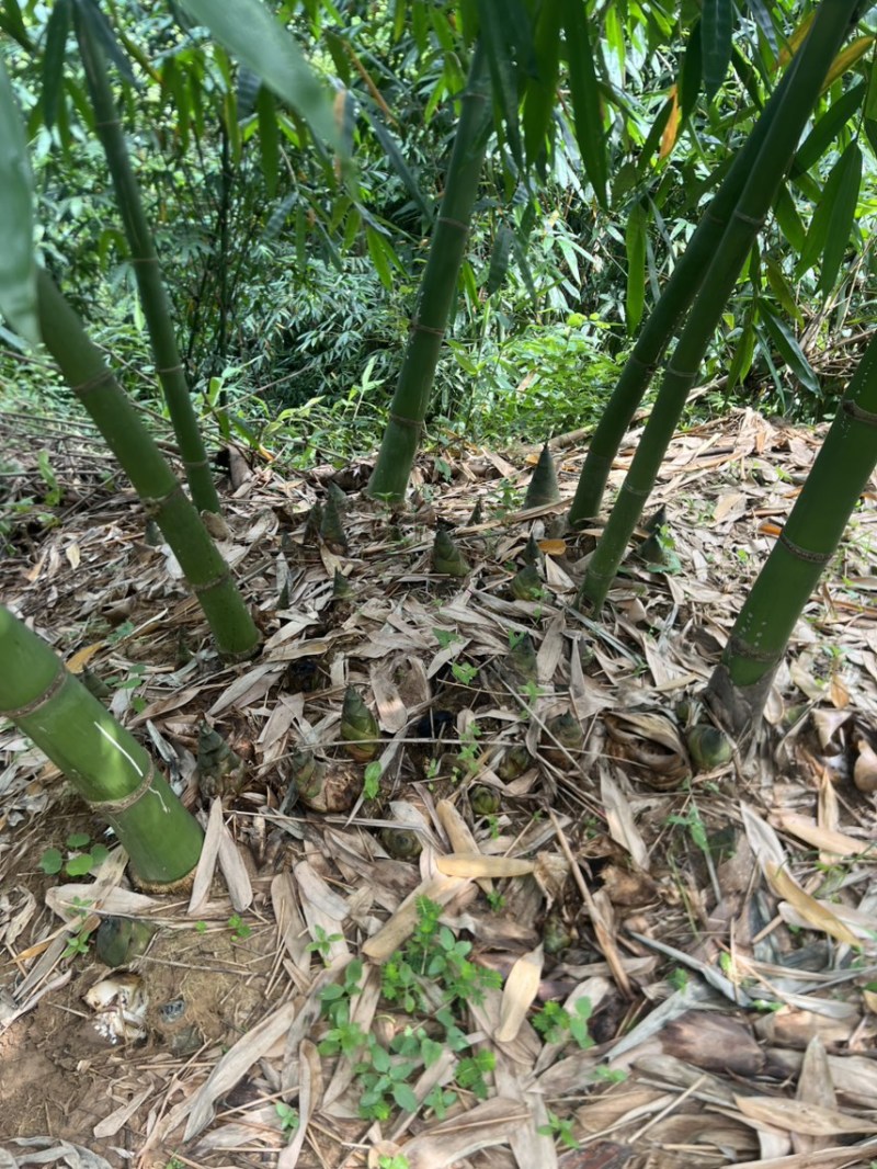大量老竹，随时联系砍