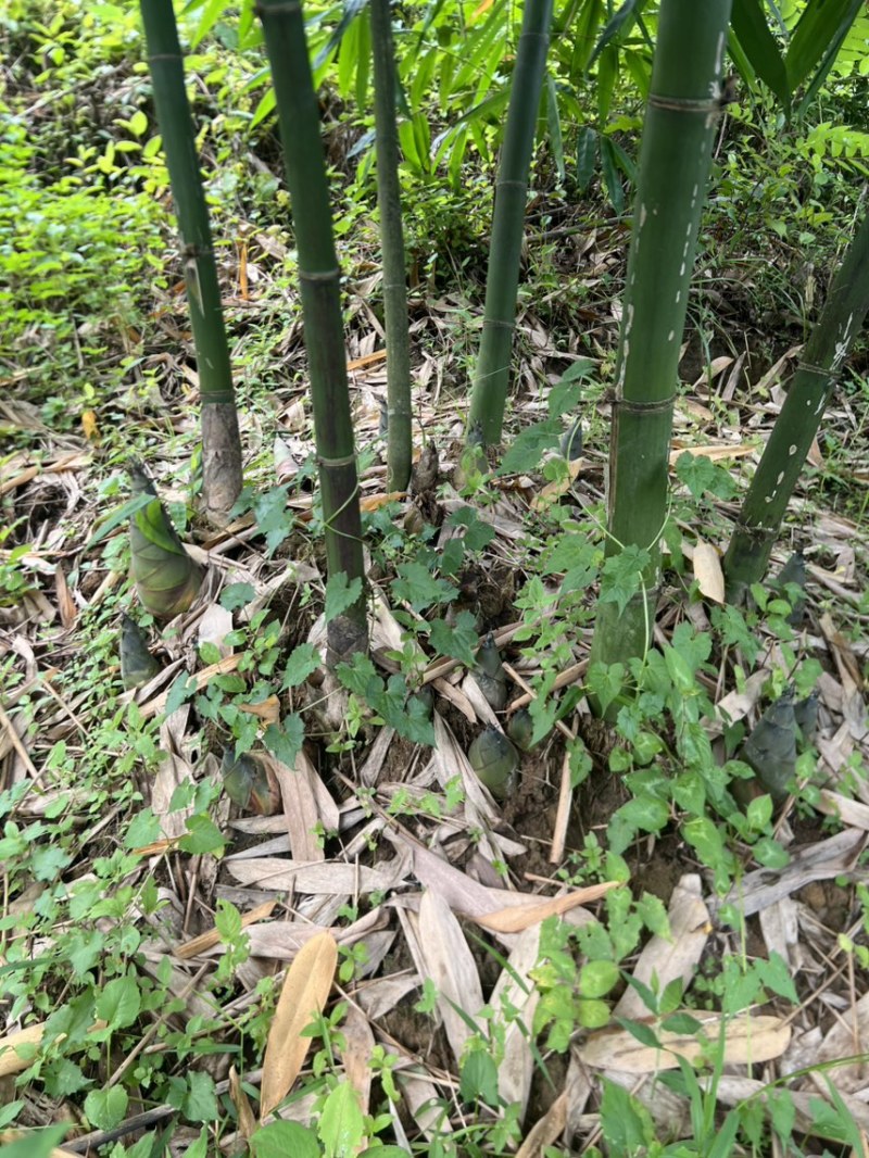 大量老竹，随时联系砍
