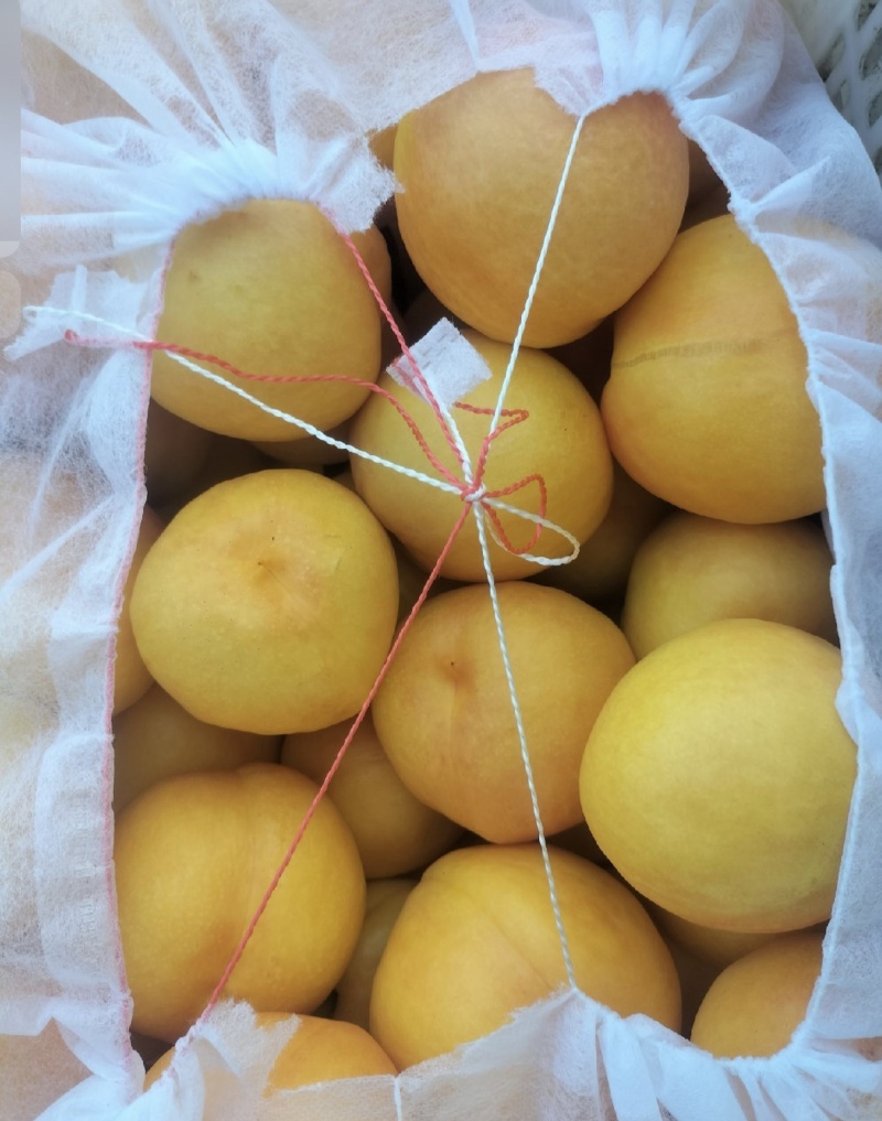 离核中油8号20万袋子