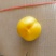 离核中油8号20万袋子