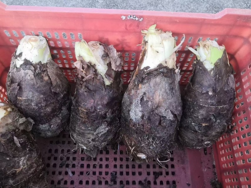 广西3万亩正宗荔浦芋头种子/种子/芋头种子