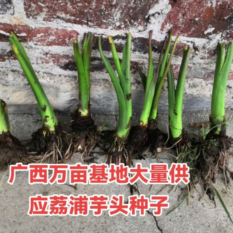 广西3万亩正宗荔浦芋头种子/种子/芋头种子