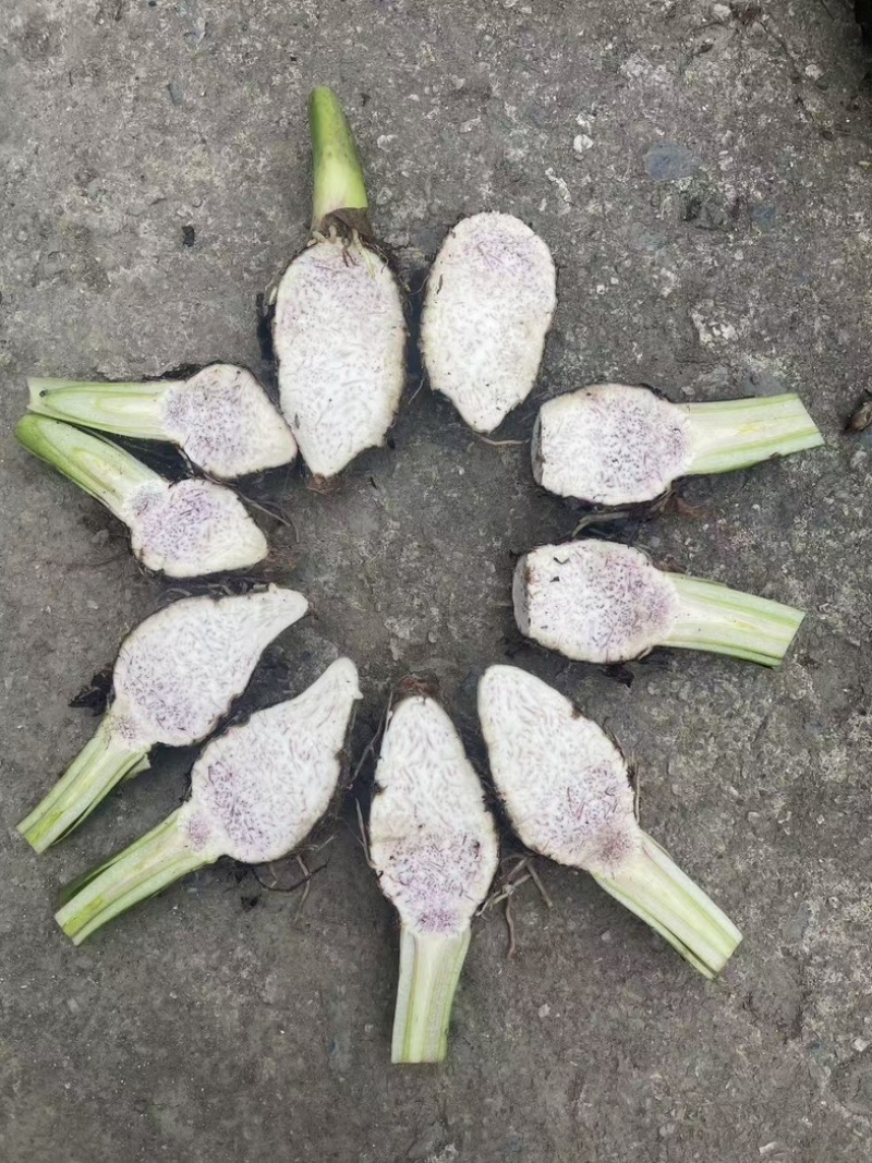 广西3万亩正宗荔浦芋头种子/种子/芋头种子