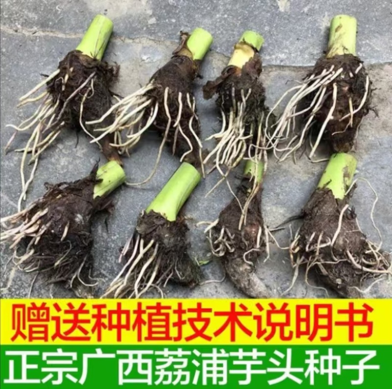 广西3万亩正宗荔浦芋头种子/种子/芋头种子