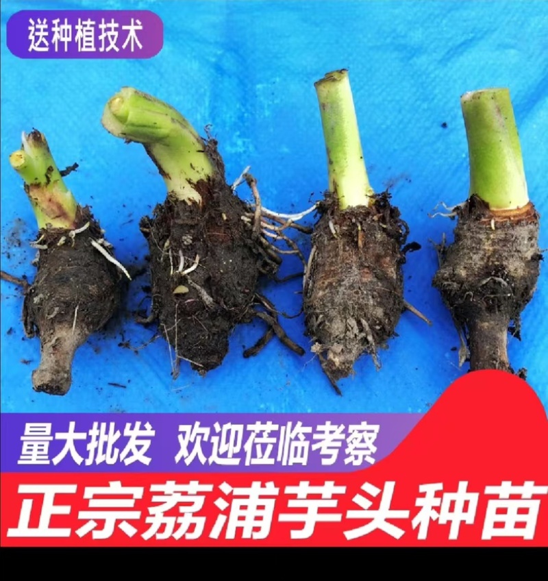 广西3万亩正宗荔浦芋头种子/种子/芋头种子